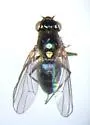 Setacera atrovirens
