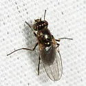 Setacera atrovirens - photo 2