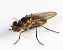 Setacera atrovirens - photo 3