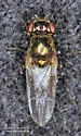 Setacera atrovirens - photo 4