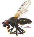 Setacera pilicornis