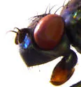 Setacera pilicornis - photo 2
