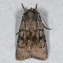 Setagrotis pallidicollis - Hodges#10975