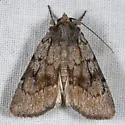 Setagrotis pallidicollis - Hodges#10975 - photo 2
