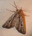 Setagrotis radiola - Hodges#10976