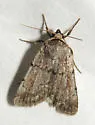 Setagrotis vocalis - Hodges#10975.1 - Setagrotis vocalis