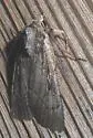Setagrotis vocalis - Hodges#10975.1 - photo 2