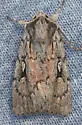 Setagrotis vocalis - Hodges#10975.1 - photo 3