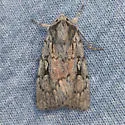 Setagrotis vocalis - Hodges#10975.1 - photo 4