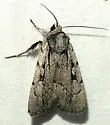 Setagrotis vocalis - Hodges#10975.1 - photo 5