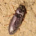 Setasomus aratus