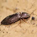 Setasomus aratus - photo 2