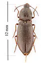 Setasomus aratus - photo 5