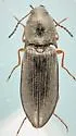 Setasomus nitidulus - photo 3