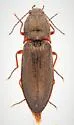 Setasomus rufopleuralis - photo 2