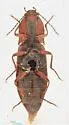 Setasomus rufopleuralis - photo 5