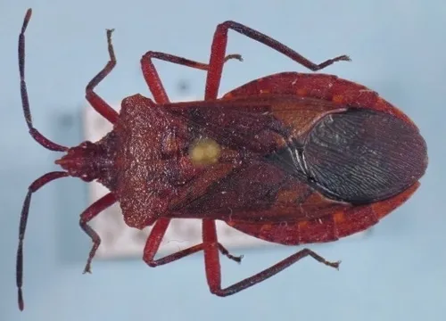 Sethenira ferruginea