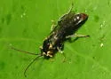 Seticornuta terminalis - Seticornuta terminalis