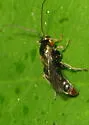 Seticornuta terminalis - photo 2