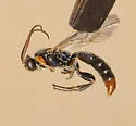 Seticornuta terminalis - photo 4