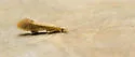 Setodes incertus