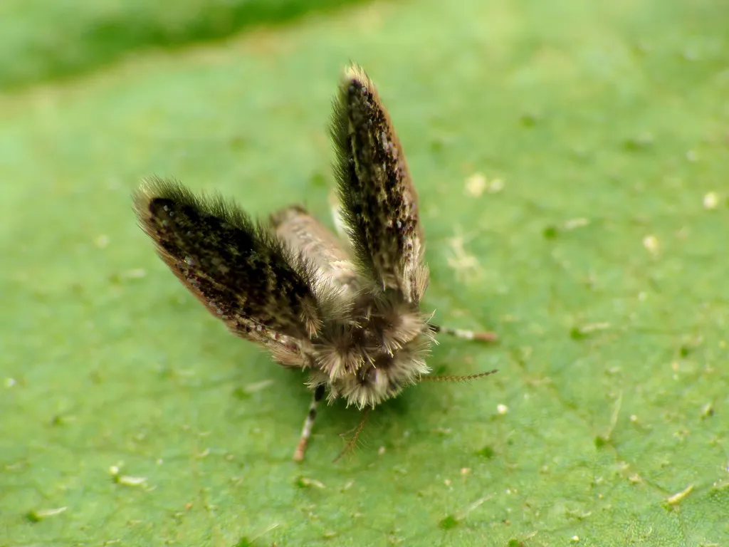 Setomima nitida