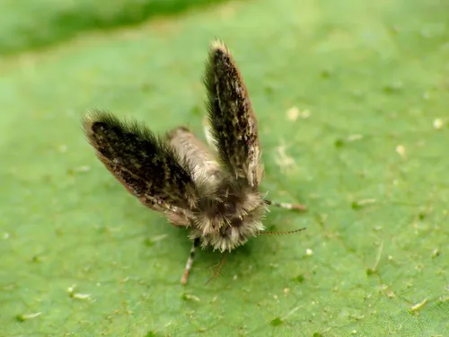 Setomima nitida - photo 3