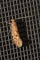 Tropical Tobacco Moth - Hodges#0428