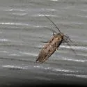 Tropical Tobacco Moth - Hodges#0428 - photo 2