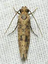 Tropical Tobacco Moth - Hodges#0428 - photo 3