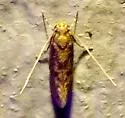 Tropical Tobacco Moth - Hodges#0428 - photo 4