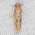 Tropical Tobacco Moth - Hodges#0428 - photo 5
