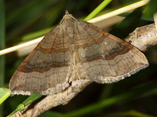 Shaded Broad-bar - Scotopteryx chenopodiata