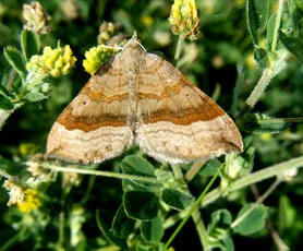 Shaded Broad-bar - photo 7
