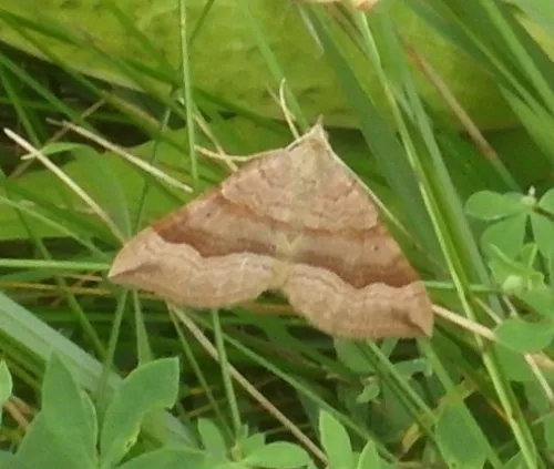 Shaded Broad-bar - photo 8