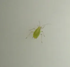 Shallot Aphid