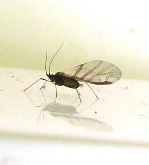 Shallot Aphid - photo 2
