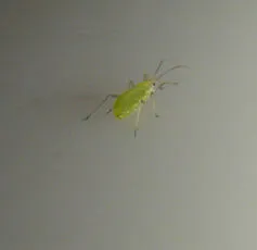 Shallot Aphid - photo 3