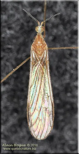 Shannonomyia lenta