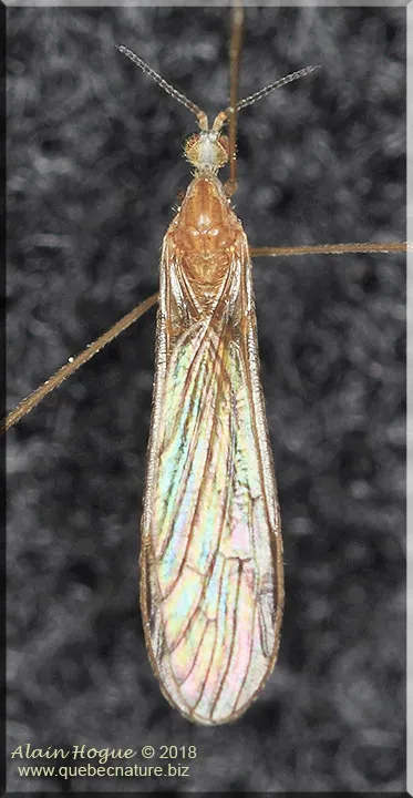 Shannonomyia lenta - photo 2