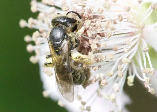 Sharp-collared Furrow Bee - photo 2