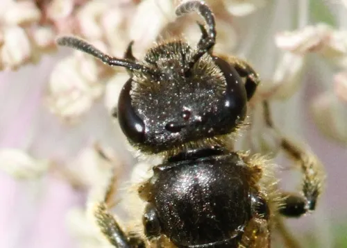 Sharp-collared Furrow Bee - photo 3