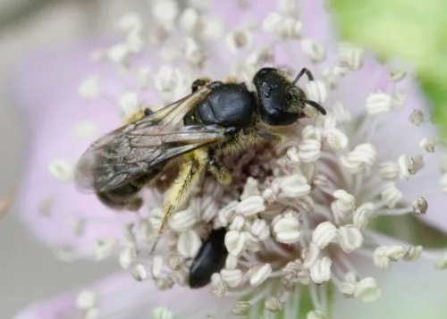 Sharp-collared Furrow Bee - photo 4