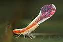 Shellenius ballii
