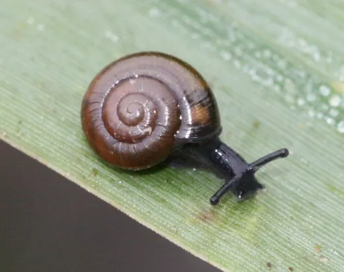 Shiny Glass Snail