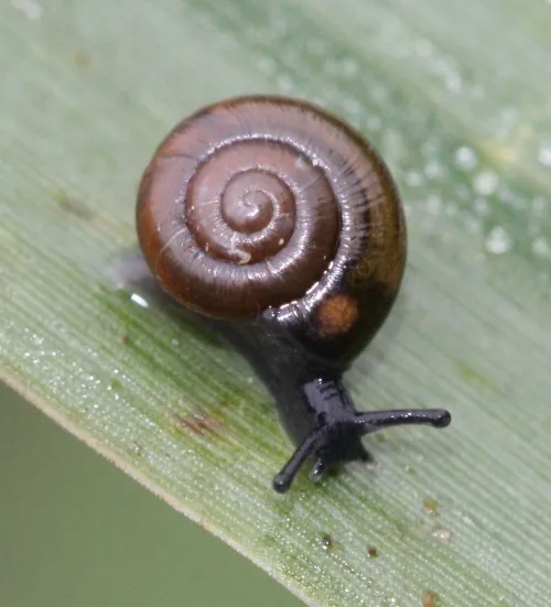 Shiny Glass Snail - photo 2