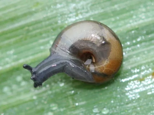 Shiny Glass Snail - photo 3