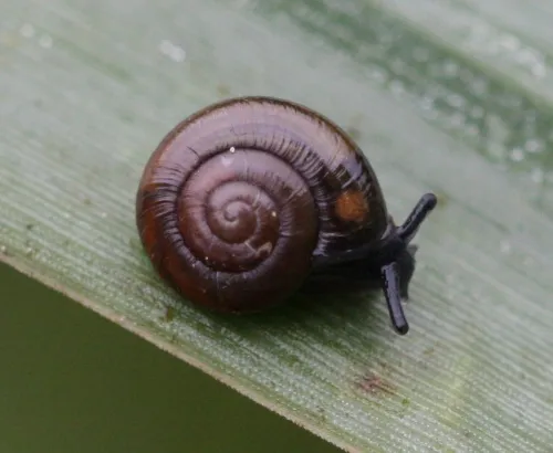 Shiny Glass Snail - photo 4