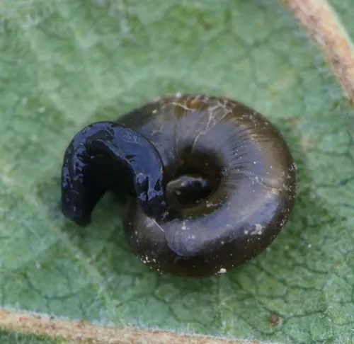 Shiny Glass Snail - photo 5