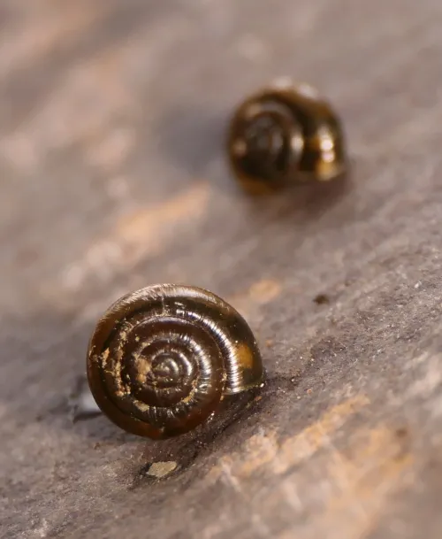 Shiny Glass Snail - photo 6